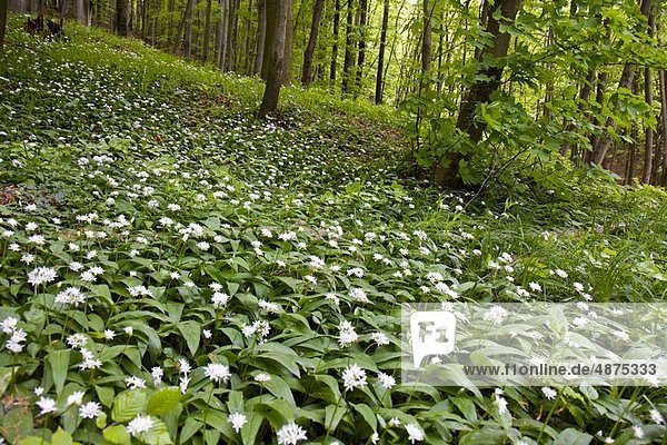 Wald Blüte Bärlauch Allium ursinum