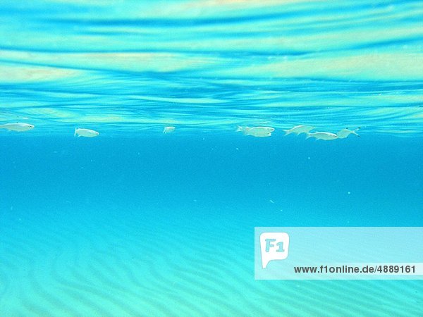durchsichtig  transparent  transparente  transparentes  Meer