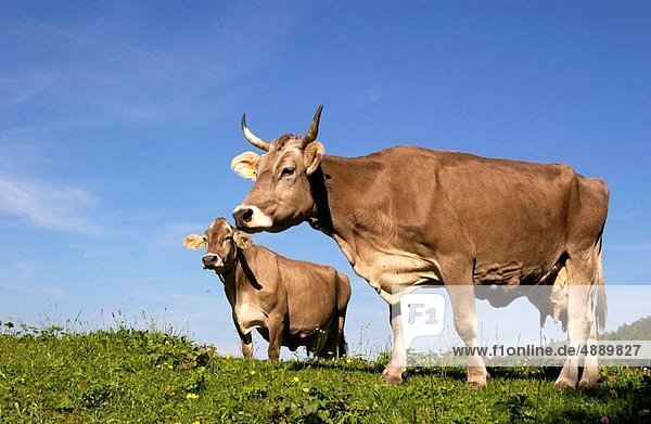 Cows in Liechtenstein