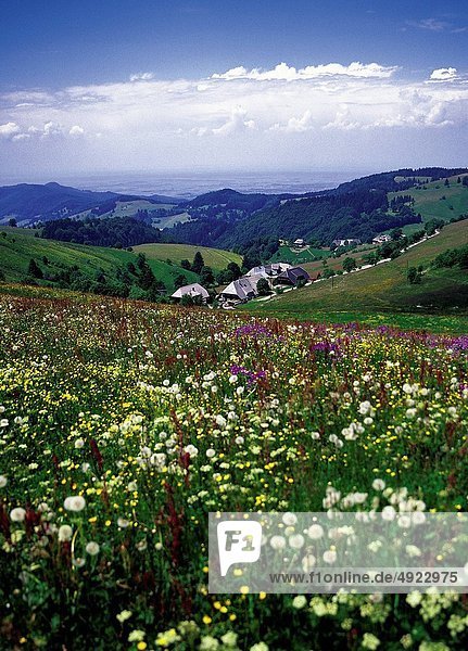 Blume Wald schwarz Feld