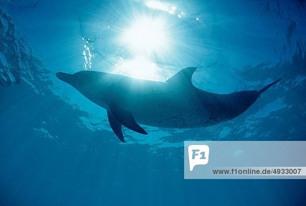 Atlantischer Fleckendelfin Zügeldelfin Stenella frontalis Atlantischer Ozean Atlantik Karibisches Meer