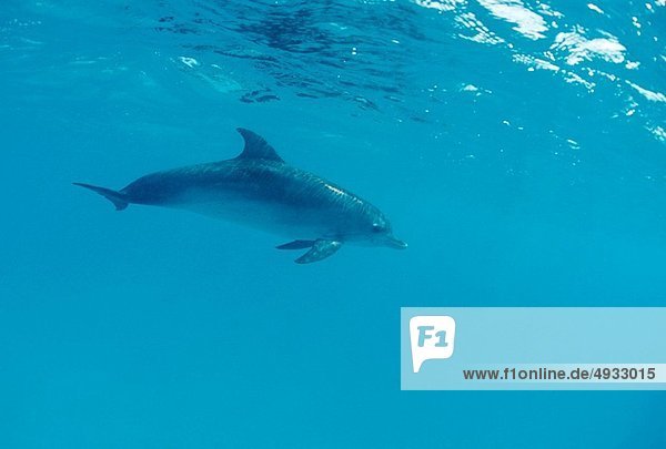 Atlantischer Fleckendelfin Zügeldelfin Stenella frontalis Atlantischer Ozean Atlantik Bahamas Karibisches Meer
