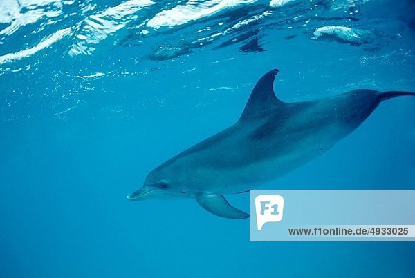 Atlantischer Fleckendelfin Zügeldelfin Stenella frontalis Atlantischer Ozean Atlantik Bahamas Karibisches Meer