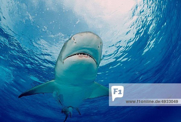 Zitronenhai Negaprion brevirostris Atlantischer Ozean Atlantik Bahamas Karibisches Meer