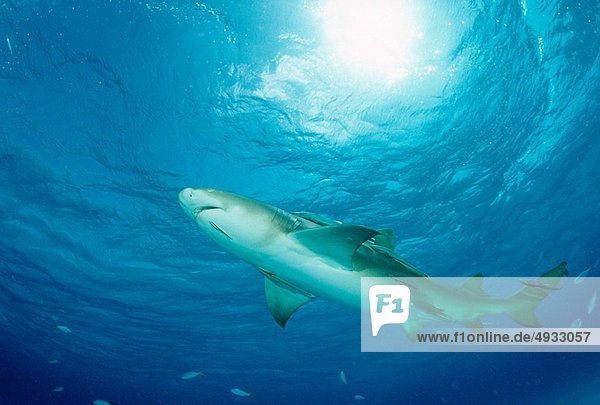 Zitronenhai Negaprion brevirostris Atlantischer Ozean Atlantik Bahamas Karibisches Meer