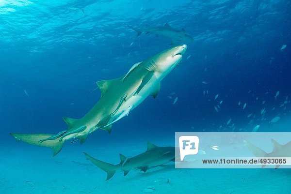 Zitronenhai Negaprion brevirostris Atlantischer Ozean Atlantik Bahamas Karibisches Meer