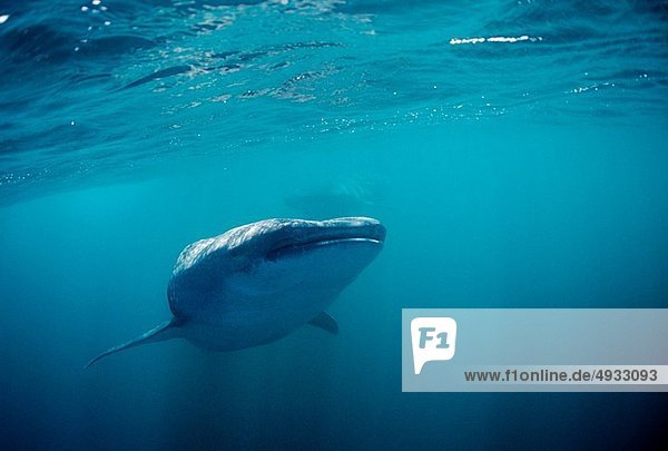 Walhai Rhincodon typus Indischer Ozean Indik