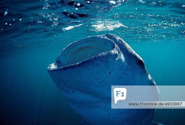 Walhai Rhincodon typus Großes Barriereriff great barrier reef Australien