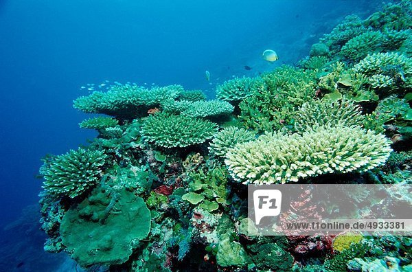 Coral Reef with Branching Corals Acropora Indian Ocean Maldives
