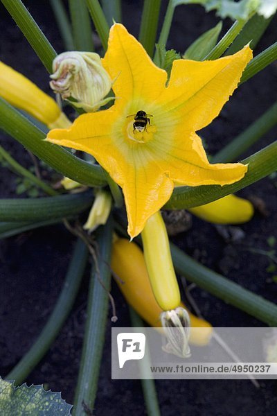 Close-up of zucchini flower