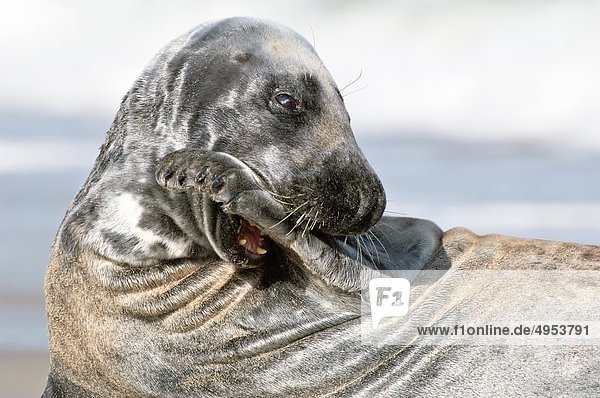 Grey seal Halichoerus grypus biting into his own fin Helgoland  Germany