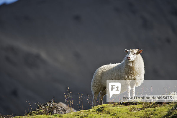 Schafe stehen am Rand des Berges