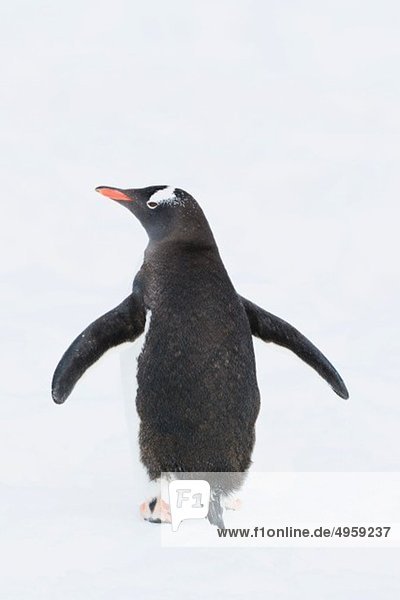 Südatlantik  Antarktis  Antarktische Halbinsel  Gerlache Straße  Gentoo Pinguin