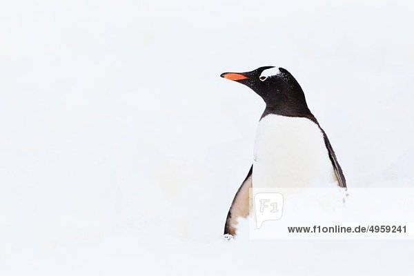 Südatlantik  Antarktis  Antarktische Halbinsel  Gerlache Straße  Gentoo Pinguin