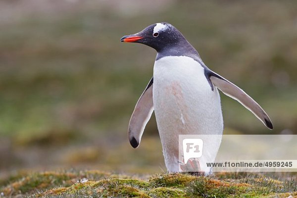 Südatlantik  Großbritannien  Britische Überseegebiete  Südgeorgien  Godthul  Gentoo-Pinguin
