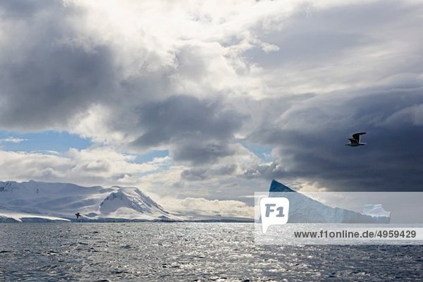 Südatlantik  Antarktis  Süd-Shetland-Inseln  Blick auf den Eisberg vor der Elefanteninsel und Möwe  die über das Meer fliegt.