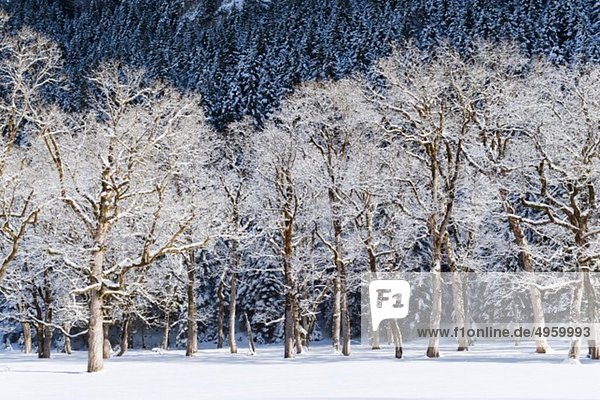 Germany  Bavaria  Trees at winter landscape near Karwendel mountains