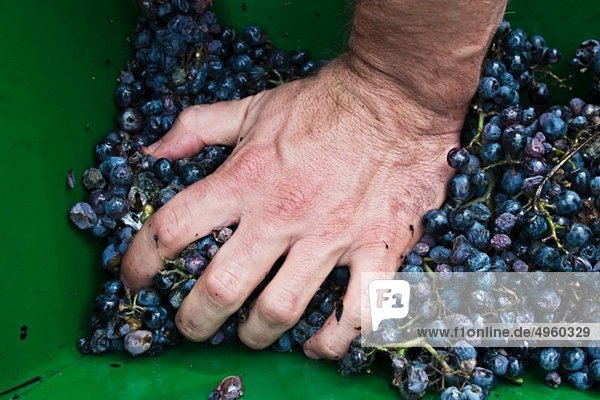 Kroatien  Aljmas  Junger Mann keltert Trauben für die Weinherstellung