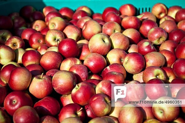 Croatia  Baranja  Apples in container