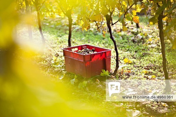 Croatia  Baranja  Container with grapes in vineyard