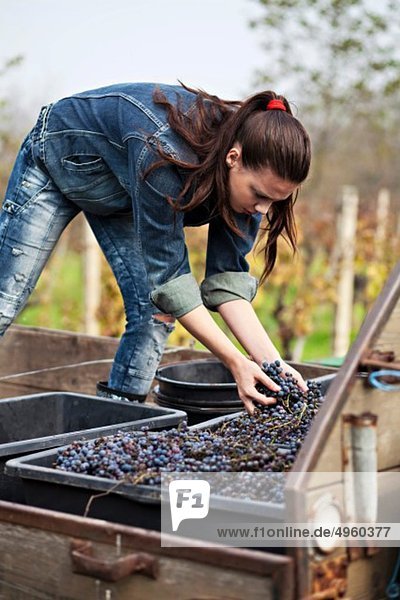 Kroatien  Baranja  Junge Frau mit Weintrauben