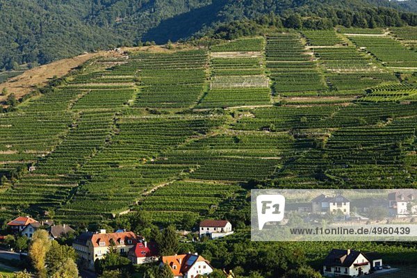 Österreich Niederösterreich Wachau Waldviertel Blick auf Weinberge