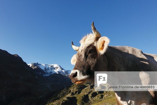 Österreich  Tirol  Ötztaler Alpen  Kuh im Kaunertal