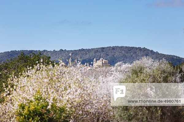 Spanien  Balearen  Mallorca  Blühende Mandelbäume  Kirche in alqueria blanca bei Santanyi