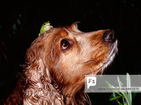 Close-up of tree frog sitting on cocker spaniels head