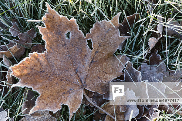 Nahaufnahme des frostigen Blattes