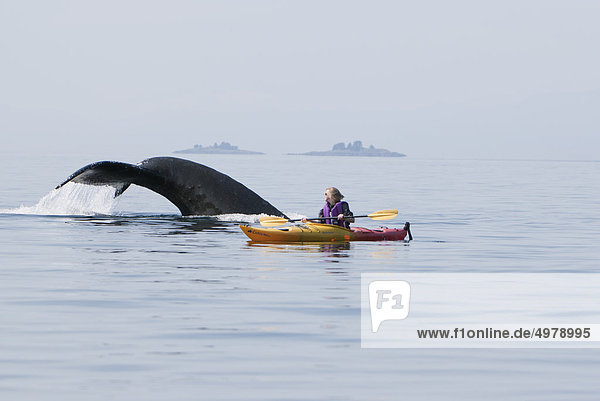 nahe Frau Sommer Geräusch Wasseroberfläche Kajakfahrer Wal