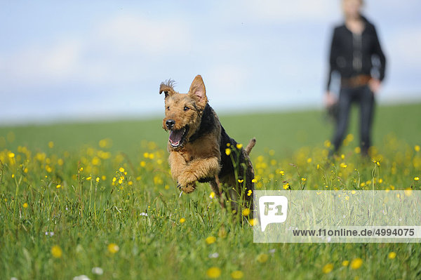 Airedale Terrier running in meadow