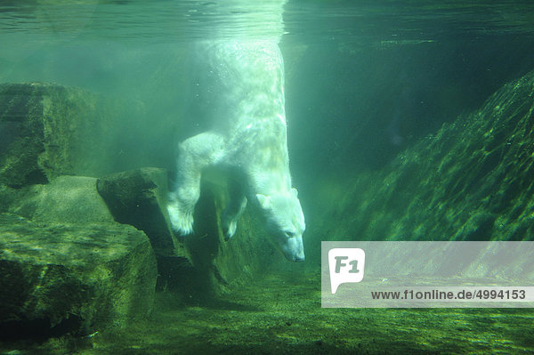 Eisbär (Ursus maritimus) unter Wasser