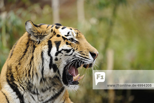 Brullender Sibirischer Tiger Panthera Tigris Altaica