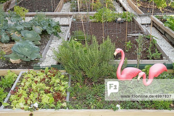 Florida  Miami Beach  Victory Community Garden  plots  growing  plants  gardening  plastic pink flamingos