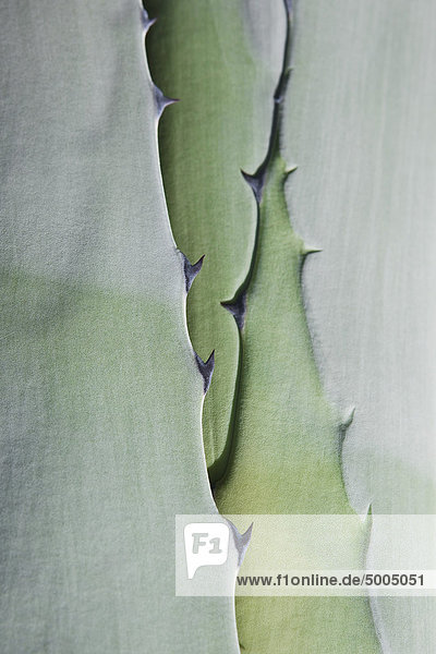 Detail einer Sukkulentenpflanze