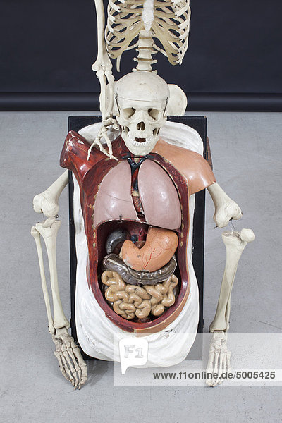 Skelett und menschliche Organe.