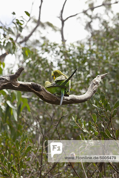 Two Budgerigars on a tree branch  Fitzroy Island  Australia