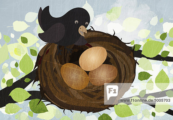 Ein Vogel im Nest mit drei Eiern