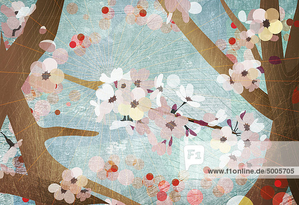 Detail der Kirschblüten
