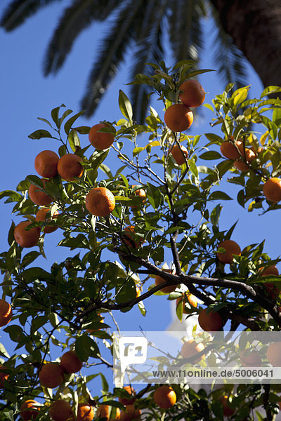 Mandarinen am Baum an einem sonnigen Tag