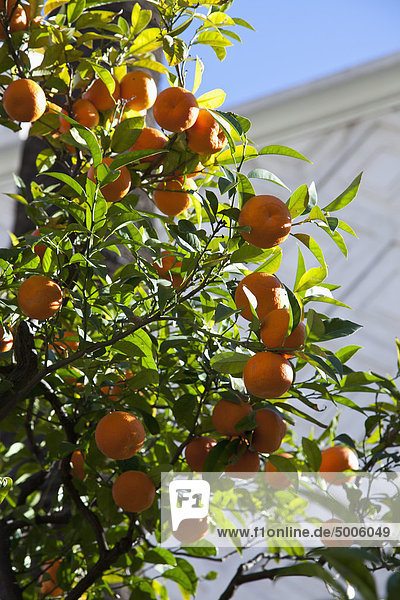 Mandarinen hängen an einem sonnigen Tag am Baum.