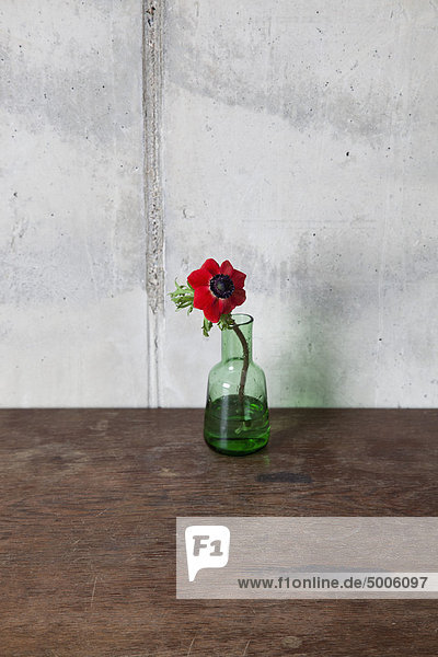 Eine rote Blume in einer Vase