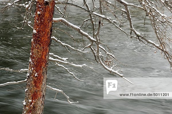 Frische  Ast  Bach  Kiefer  Pinus sylvestris  Kiefern  Föhren  Pinie  Ontario  überhängen  Schnee  Sudbury