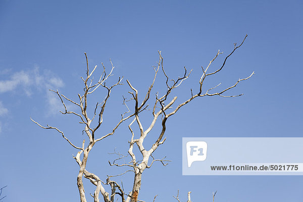 Nackter Baum gegen blauen Himmel