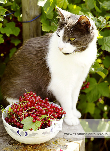Cat sitting by bowl of red currants