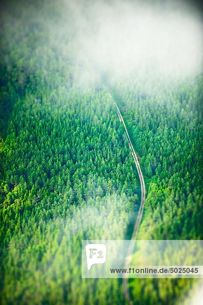Straße durch Wald