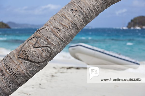 Palm tree with heart shape carving on beach