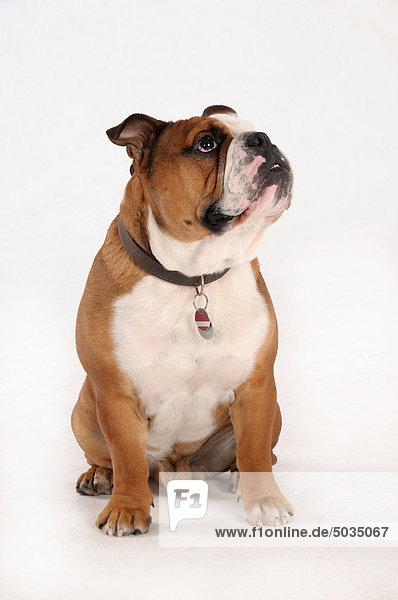 Englische Bulldogge sitzend auf weißem Hintergrund
