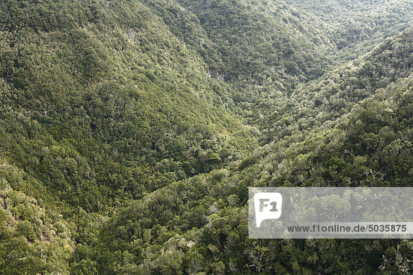 Spanien  Kanarische Inseln  La Gomera  Blick auf den Wald im Nationalpark Garajonay
